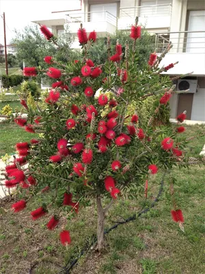 Чудо-дерево с красными ёршиками. Забавное и прекрасное. | Греческий  отшельник | Дзен