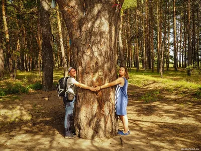Чудо-дерево — Ураловед