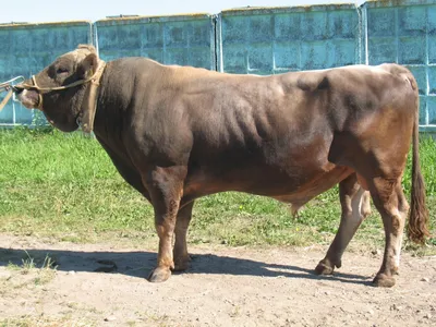 Семя молочных быков различных пород - Бурая швицкая