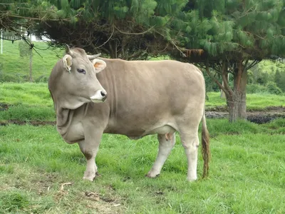 Бурая швицкая порода коров - 61 фото