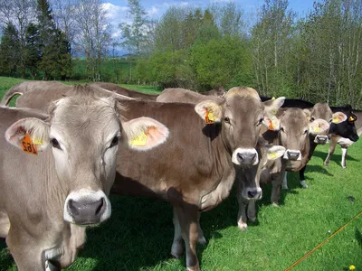 Швицкая порода коров (48 лучших фото)