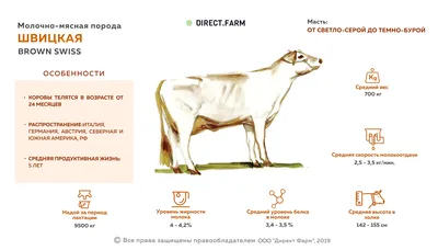 Швицкая порода коров: описание, характеристика, плюсы и минусы