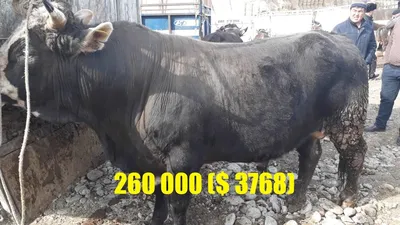 Скотный рынок, Фуркат | 25.02.18 | 🐂Цены на быков, бык-динозавр, швицкая  порода - YouTube