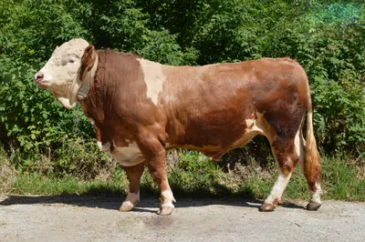 Швицкая порода быков фото
