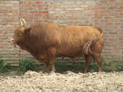 Калмыцкая порода коров: характеристика, продуктивность, фото
