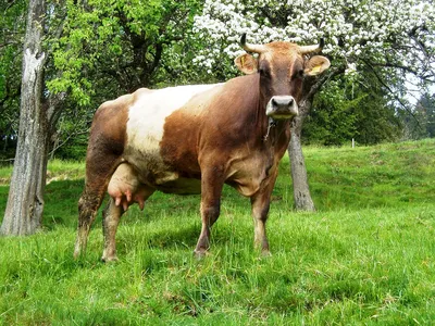 Швицкая порода коров (48 лучших фото)