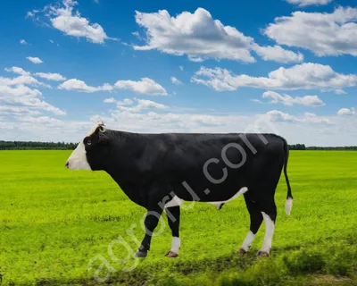 Швицкая порода коровы