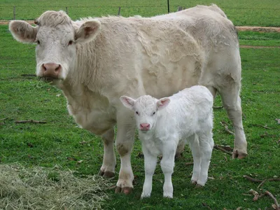О швицкой породе коров и быков: описание и характеристики, содержание, уход