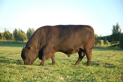 Костромская порода быков - 68 фото