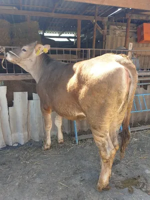 швицкая порода коров Студенческое ᐈ Коровы, быки ▷ 17 объявлений ➤ lalafo.kg