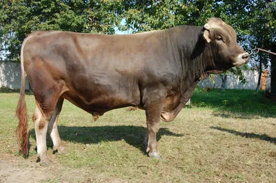 Швицкая порода быков - 32 фото: смотреть онлайн