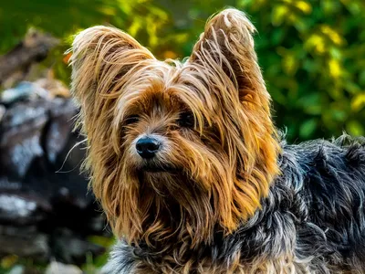Собака Йоркширский Терьер - Бесплатное фото на Pixabay - Pixabay