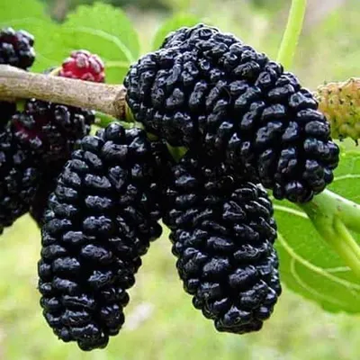 Саженцы плодовых деревьев и кустарников: Шелковица черная