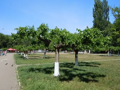 Шелковица — дерево, возвращающее молодость. Выращивание, уход, размножение.  Фото — Ботаничка