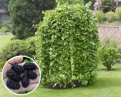 Купить шелковица плакучая \"черная баронесса\" | Питомник плодовых растений  ZelenSad - Zelensad