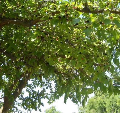 Шелковица, тутовое дерево в подмосковных садах. Виды и сорта. | Райское  яблочко | Дзен