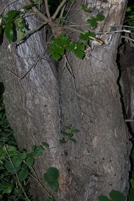 Шелковица – дерево и древесина – Morus spp. (M. alba, M. nigra, M. rubra)