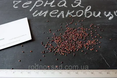 Купить Шелковица чёрная семена 20 шт для саженцев тутовое дерево, цена 50 ₴  — Prom.ua (ID#754783110)