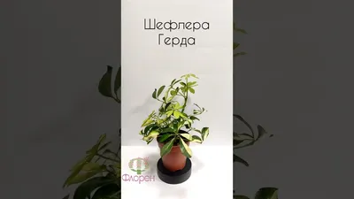 Шеффлера Герда Gerda - купить в Киеве и по Украине с доставкой, цена на Шеффлера  Герда Gerda в интернет магазине комнатных растений и озеленения Флорен