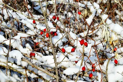Куст шиповника зимой - 40 фото