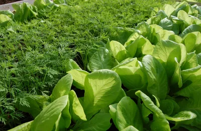Выращивание шпината, подкормка, удобрения, уход в открытом грунте
