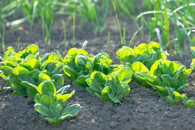 Как выращивать шпинат и получать урожай весь сезон? Фото — Ботаничка