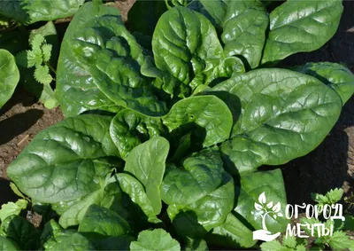 Самая витаминная и полезная зелень на даче: как быстро вырастить вкусный  шпинат | Огород Мечты | Дзен