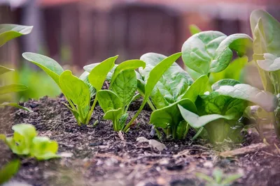 Феноменальный шпинат – 5 причин выращивать этот суперпродукт в своем  огороде — АгроXXI
