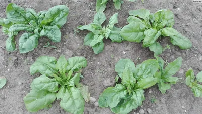 Шпинат Spinach Matador агрофирмы Gartenland - «Lidl. Шпинат на нашей грядке  как лучший источник железа и фолиевой кислоты» | отзывы