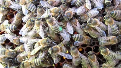 Осмотр семьи с племенной маткой карника пешец из Германии — Пчелы породы  карника