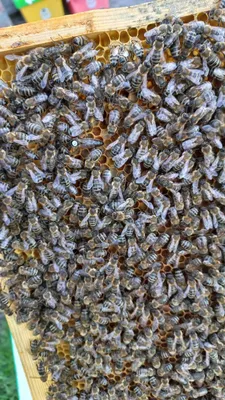 Плодная матка “Карника” F1 2022 – Beecity Магазин пчеловодства