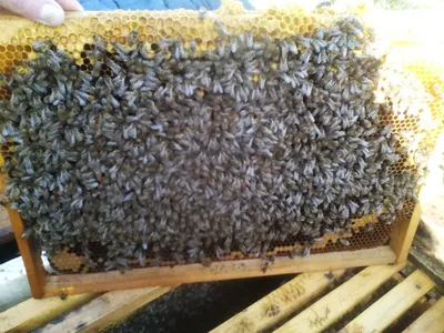 Выбор пчелиной породы для пасеки. Карника