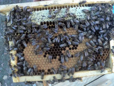 Порода пчел Карника и их особенность - Пчеломатки карника бакфаст %