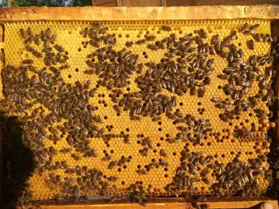 Рамка с расплодом от пчеломатки карника F1 2015-го года — Пчелы породы  карника