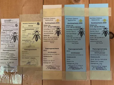 ПАСЕКА ДМИТРИЕВЫХ — Пчеломатки породы карника в Башкирии