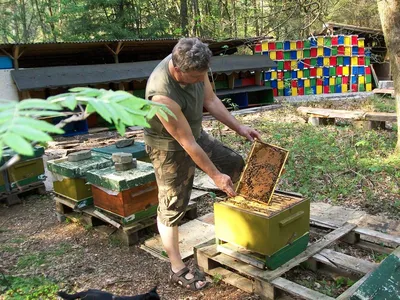 Пчеломатки Карника из Германии от Сергея Рауша | \"Нектар\"