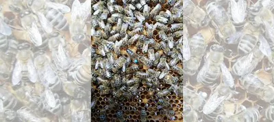 Пчеломатки карника, бакфаст на 2023 купить в Балашове | Животные и  зоотовары | Авито