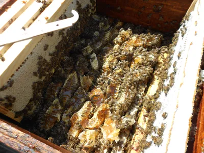 Порода пчел Карника и их особенность - Пчеломатки карника бакфаст %