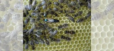 Пчеломатки Карника F1 2023г купить в Старом Крыме | Животные и зоотовары |  Авито