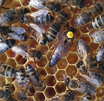 Продуктивні бджоломатки Карника Пешец (Ганс Пешец, F1)бджолопакети: 250  грн. - Сельхоз животные Верхняя Грабовница на Olx