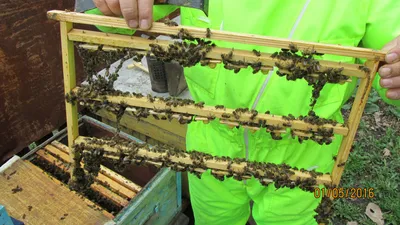 Закладываем к воспитателям пчеломаток карника тройзек 1075 — Пчелы породы  карника