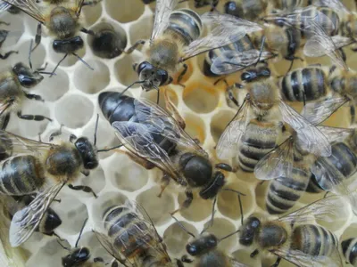Выбор пчелиной породы для пасеки. Карника