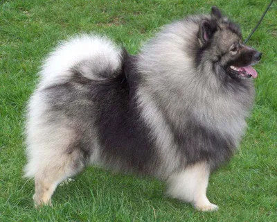 Кеесхонд (Keeshond) - активная, интеллектуальная и оповестительная порода  собак. Фото, описание, цены, отзывы.