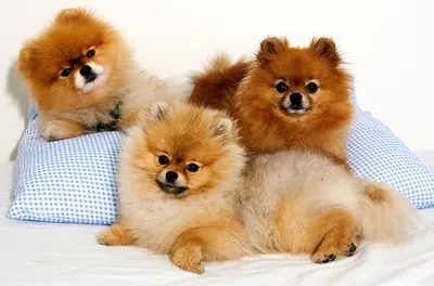Картинки Шпиц Щенок собака рыжие три Подушки Животные