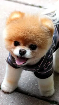 Обои померанский шпиц, щенок, Бу, привлекательность, пес для iPhone 6, 6S,  7, 8 бесплатно, заставка 750x1334 - скачать картинки и фото