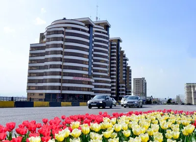 Шымкент вновь стал казахстанской столицей тюльпанов (фото) — OTYRAR