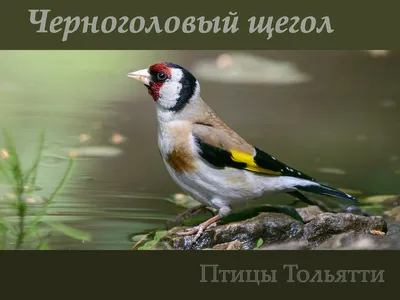 Птицы Тольятти. Щегол