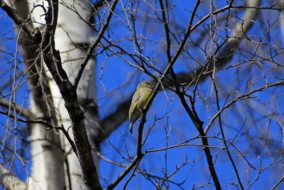 Зеленушка, щегол, зяблик и свиристель: птицы в парках весной - Михаил  Соколов