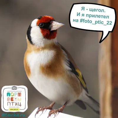 Щегол на \"Портретах птиц\" - tavika.ru