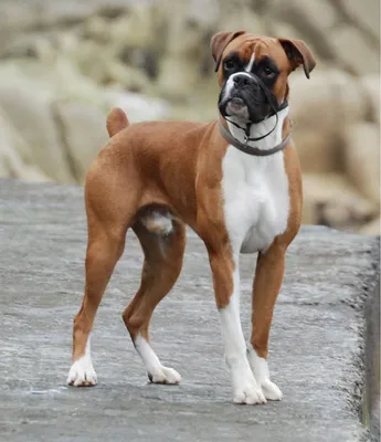 Боксер собака немецкий щенок (72 фото) - картинки sobakovod.club
